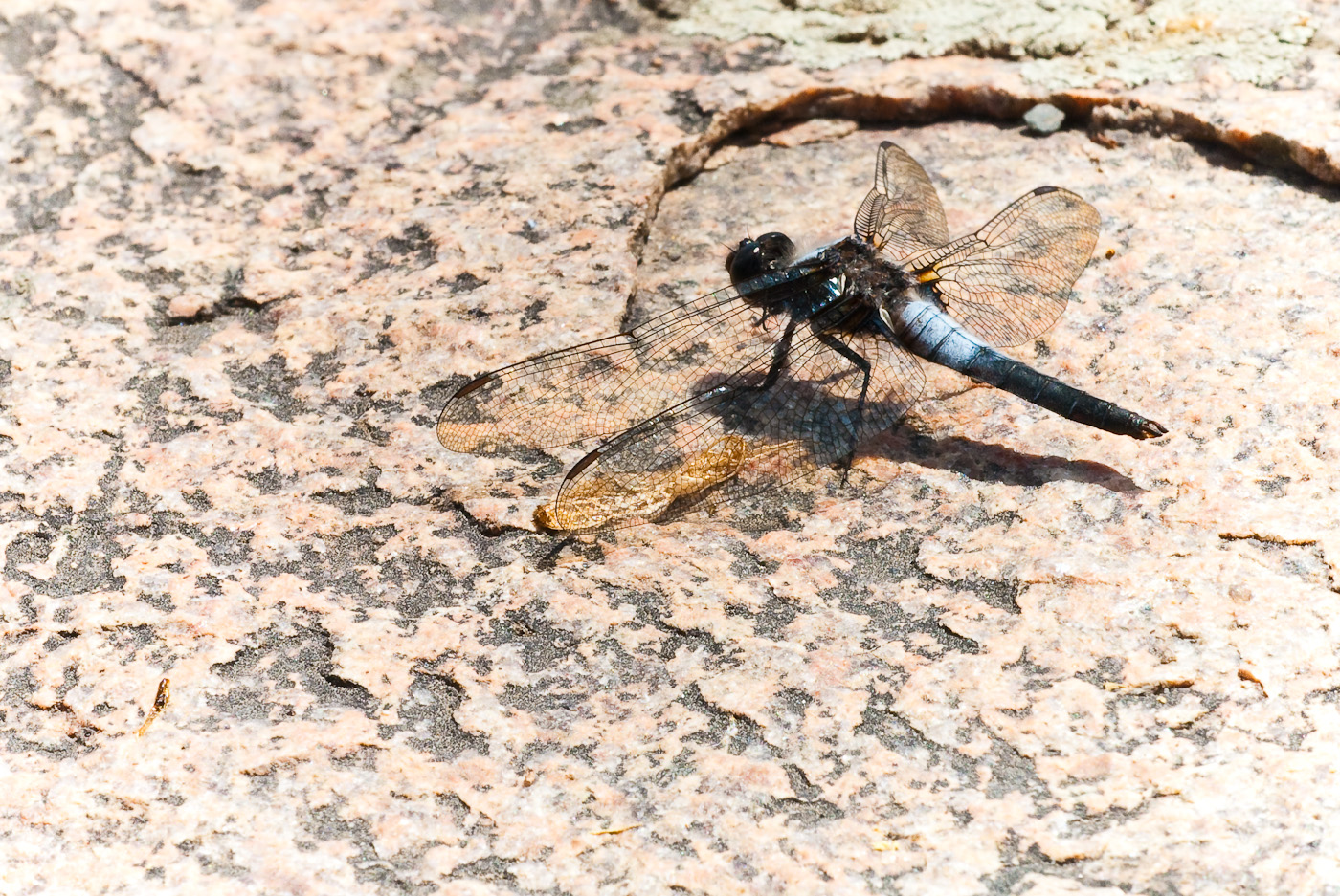 DSC_8730.jpg