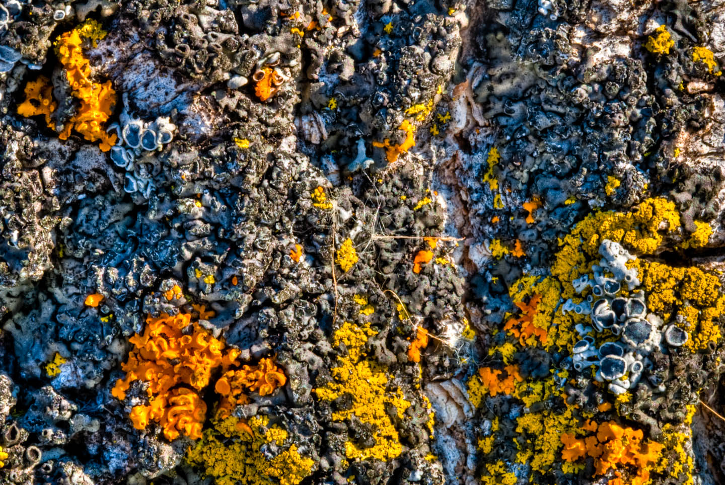 DSC_2696And8more.jpg